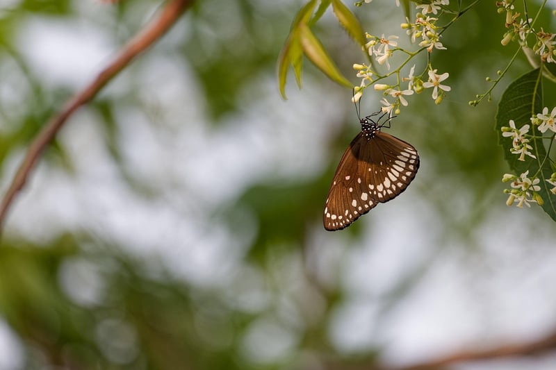 Wildlife-friendly landscapes