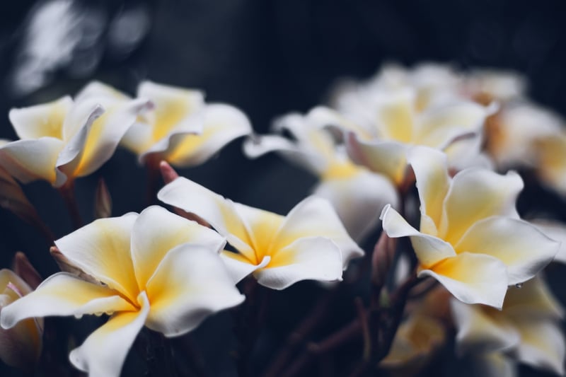 Plumeria